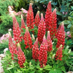 Lupinus, Lupin, Lupine Red - large package! - 10 pcs