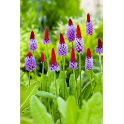 Vial's primrose - Primula vialii - plántula - ¡paquete grande! - 10 piezas