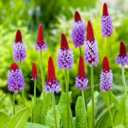 Виалска иглика - Primula vialii - разсад - голяма опаковка! - 10 бр.