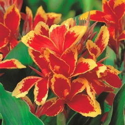 Canna Lucifer -  large package! - 10 pcs