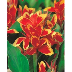 Canna Lucifer -  large package! - 10 pcs
