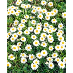 Common Daisy, Lawn Semințe de Daisy - Bellis perennis - 1200 de semințe