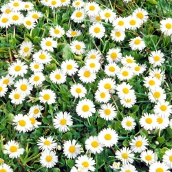 Daisy thông thường, hạt cỏ Daisy - Bellis perennis - 1200 hạt