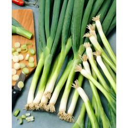Зимният лук "Kroll" - зелен, сочен и нежен лук - 125 семена - Allium fistulosum 