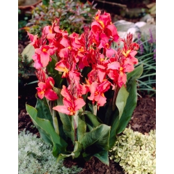 Canna Orchid -  large package! - 10 pcs