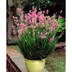 Рожева лаванда - 1 шт - Lavandula angustifolia