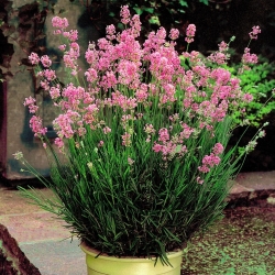 Pink lavender -  large package! - 10 pcs