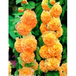 Alcea, Hollyhocks 오렌지 - 알뿌리 / 덩이 식물 / 뿌리 - Althaea rosea