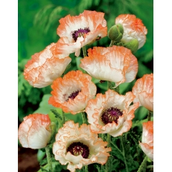 Oriental poppy - Picotee -  large package! - 10 pcs