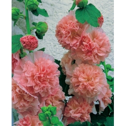 Alcea, Hollyhocks Peaches and Dreams - large package! - 10 pcs