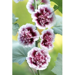 White-pink hollyhock - Creme de Cassis - large package! - 10 pcs