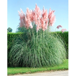Pink Pampas Benih rumput - Cortaderia selloana - 156 biji