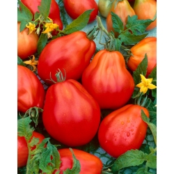 طويل القامة الطماطم "الأحمر الكمثرى" - 120 البذور - Lycopersicon esculentum Mill  - ابذرة