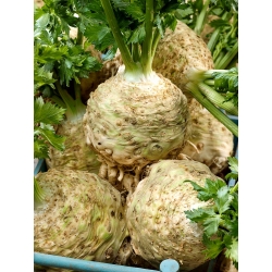 Celeriac ، الكرفس الجذر "Talar" - 900 البذور - Apium graveolens - ابذرة