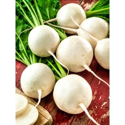Turnip Snowball seeds - Brassica rapa - 2500 seeds
