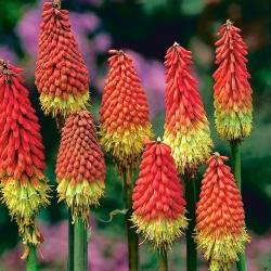 Kniphofia, Red Hot Poker, Tritoma Red-Yellow - paquete grande! - 10 piezas - 