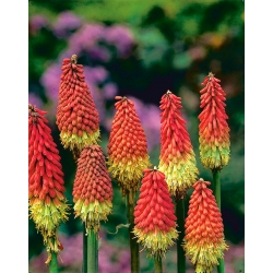 Kniphofia, Red Hot Poker, Tritoma Red-Yellow -  large package! - 10 pcs