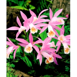Orquídea de jardín - ¡paquete grande! - 10 piezas