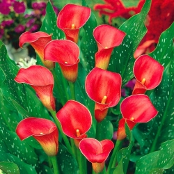 Zantedeschia, Calla Lily Red -  large package! - 10 pcs