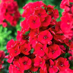 Phlox Red -  large package! - 10 pcs
