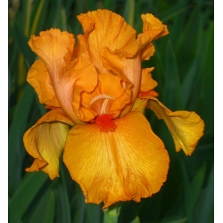 Iris germanica Orange - groot pakket! - 10 stuks - 