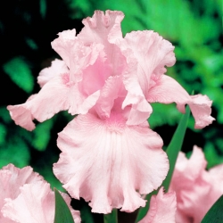 Iris germanica Rosa - stor pakke! - 10 stk