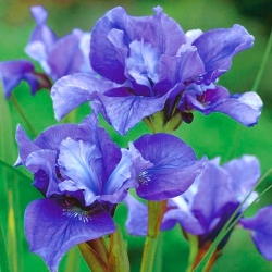 Dubbelbloemige Siberische iris - Concord Crush; siberische vlag - groot pakket! - 10 stuks - 