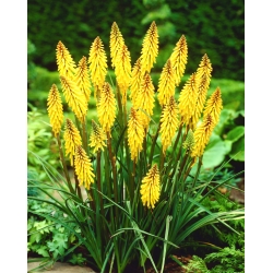 Kniphofia, Red Hot Poker, Tritoma Minister Verschuur -  large package! - 10 pcs