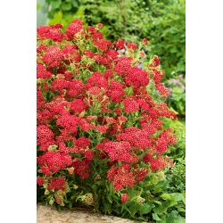 Common yarrow - Paprika - red -  large package! - 10 pcs