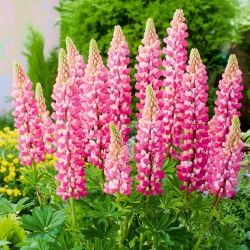 Lupinus, Lupin, Lupin The Chatelaine - paquete grande! - 10 piezas - 