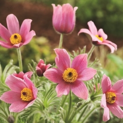 Pasque blomst - rosa blomster - frøplante; pasqueflower, vanlig pasque-blomst, europeisk pasqueflower - stor pakke! - 10 stk - 
