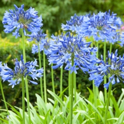 Agapanthus, Lily of the Nile Blue - paquete grande! - 10 piezas