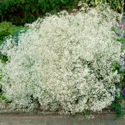 White-flowered baby's breath - Gypsophila - root set -  large package! - 10 pcs