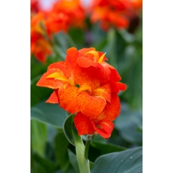 Canna lily - Happy Cleo -  large package! - 10 pcs