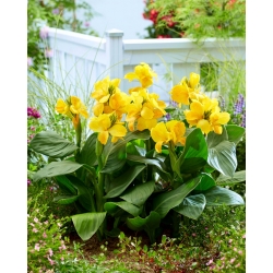 Canna lily - Happy Emily -  large package! - 10 pcs