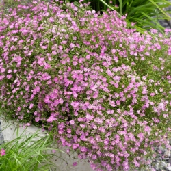 Pink-flowered baby's breath - Gypsophila - root set -  large package! - 10 pcs