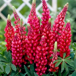 Lupinus, Lupin, Lupin My Castle - XL-verpakking - 50 st - 