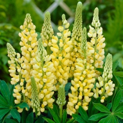 Lupinus, Lupin, Lupine Chandelier - XL pack - 50 pcs