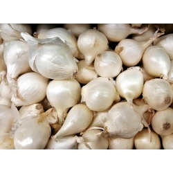 Spring onions Snowball - 0,5 kg