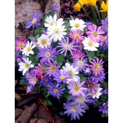 Balkananone - fargeblanding - Stor pakke - 80 stk; Grecian windflower, vinter windflower - 