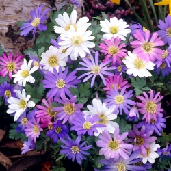 Anemona balcanică - mix de varietate de culori - Ambalaj mare - 80 buc; Floarea de vânt grecească, floarea de vânt de iarnă - 