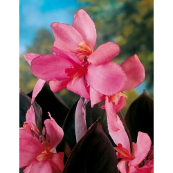 Canna Shining Pink - XL-pack - 50 st