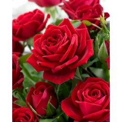 Hoa hồng lớn - đỏ - cây giống trong chậu - 