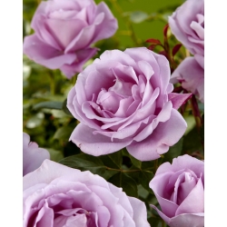 Mawar besar berbunga - ungu - bibit pot - 