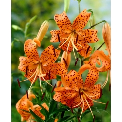 Liljesläktet Tigrinum - Lilium Tigrinum