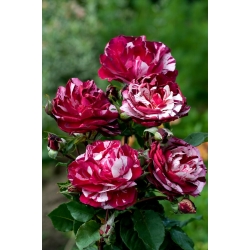 Ружа с великим цвијећем / више цвијета - бијела гримизно-пјегава садница у саксији - 