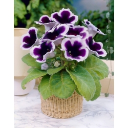 Kaiser Wilhelm purple-white gloxinia (Sinningia speciosa) - large package! - 10 pcs