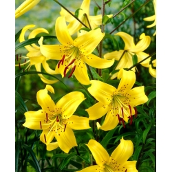 زنبق ، زنبق أصفر نمر - بصيلة / درنة / جذر - Lilium Yellow Tiger