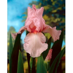 Iris germanica Rosa - stort paket! - 10 st