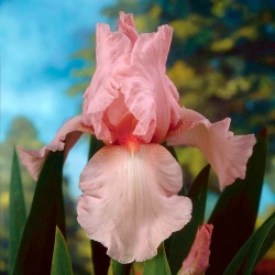 Iris germanica Pink - pacote XL - 50 unidades